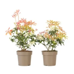Pieris - Sæt med 2 - Pieris 'Forest Flame' - Højde 25-40cm - ⌀17cm