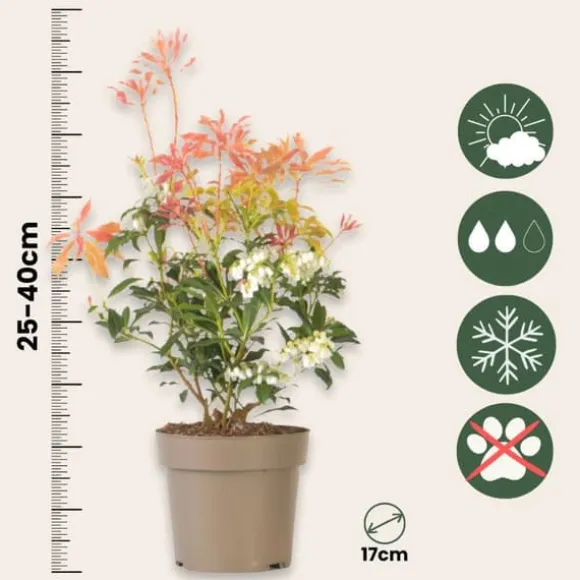 Pieris - Sæt med 2 - Pieris 'Forest Flame' - Højde 25-40cm - ⌀17cm