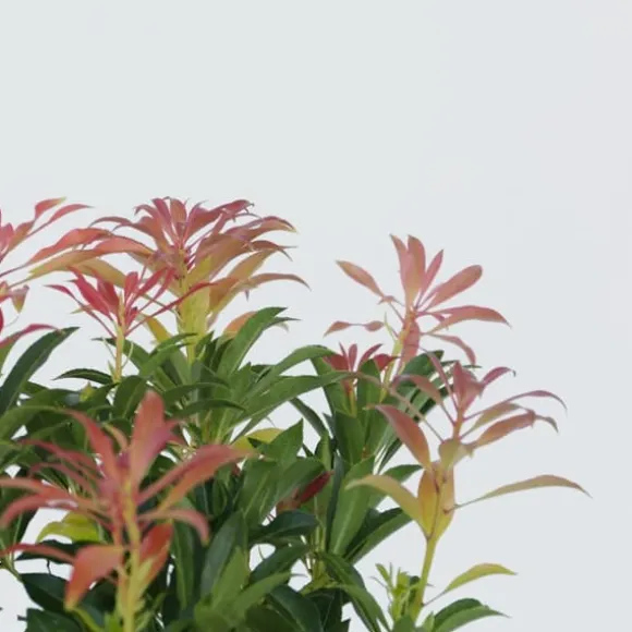 Pieris - Sæt med 2 - Pieris 'Forest Flame' - Højde 25-40cm - ⌀17cm