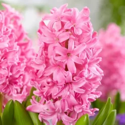Pink Blush - Sæt med 25 - Tulipa, Hyacinthus - Blomsterløg