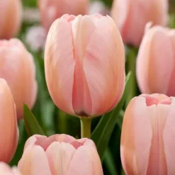 Pink Blush - Sæt med 25 - Tulipa, Hyacinthus - Blomsterløg