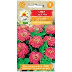 Pink dahlia zinnia frø - Store, dobbelte blomster til blomsterbede og buketter