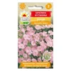 Pink sommerliljefrø - Let og luftig blomstring til blomsterbede og buketter