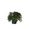 Pittosporum - Pittosporum tobira nanum - Højde 30-40cm - ⌀19cm