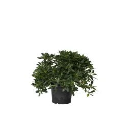 Pittosporum - Pittosporum tobira nanum - Højde 30-40cm - ⌀19cm
