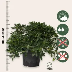 Pittosporum - Pittosporum tobira nanum - Højde 30-40cm - ⌀19cm
