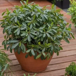 Pittosporum - Pittosporum tobira nanum - Højde 30-40cm - ⌀19cm