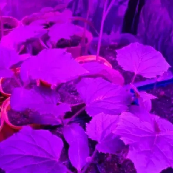 Plantebelysning 225 LED Panel | Dyrkningslampe for optimal planteudvikling