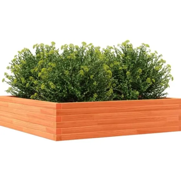 Plantekasse 100x100 cm - Massivt fyrretræ | Farve: Gyldenbrun | Størrelse: 100x100x23 cm