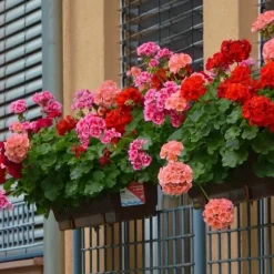 PLANTON K Multikomponentgødning til pelargonier og blomstrende planter 200 g