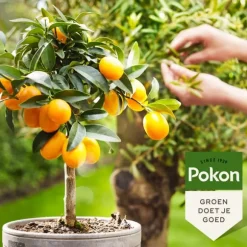 Pokon - flydende plantegødning Middelhavsplanter - 500 ml