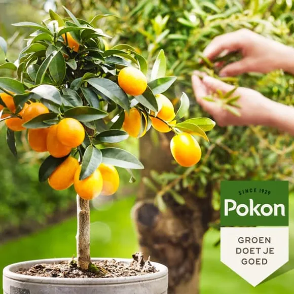 Pokon - flydende plantegødning Middelhavsplanter - 500 ml