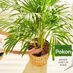 Pokon flydende plantefoder - palmer - 250ml