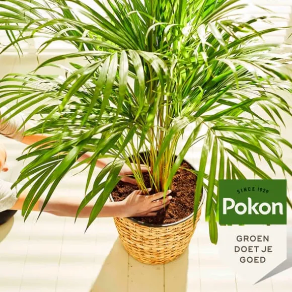 Pokon flydende plantefoder - palmer - 250ml