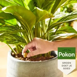 Pokon madkogler stueplanter - 10 stk