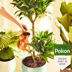 Pokon stueplantegødning i pulverform – 100 gram