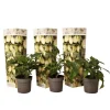 Pæremelon - Sæt med 3 - Solanum Muricatum 'Pepino gold' - Højde 25-40cm - ⌀9cm
