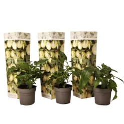 Pæremelon - Sæt med 3 - Solanum Muricatum 'Pepino gold' - Højde 25-40cm - ⌀9cm