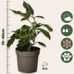 Pæremelon - Sæt med 3 - Solanum Muricatum 'Pepino gold' - Højde 25-40cm - ⌀9cm