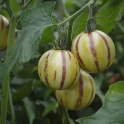 Pæremelon - Sæt med 3 - Solanum Muricatum 'Pepino gold' - Højde 25-40cm - ⌀9cm