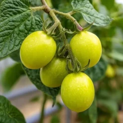 Pæremelon - Sæt med 3 - Solanum Muricatum 'Pepino gold' - Højde 25-40cm - ⌀9cm