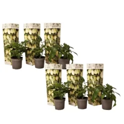 Pæremelon - Sæt med 6 - Solanum Muricatum 'Pepino gold' - Højde 25-40cm - ⌀9cm