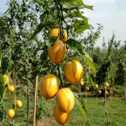 Pæremelon - Sæt med 6 - Solanum Muricatum 'Pepino gold' - Højde 25-40cm - ⌀9cm