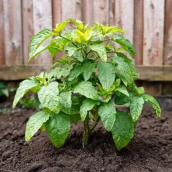 Pæremelon - Sæt med 6 - Solanum Muricatum 'Pepino gold' - Højde 25-40cm - ⌀9cm