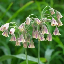 Prydløg - Sæt med 80 - Allium - Blomsterløg - Flerfarvet