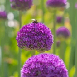 Prydløg - Sæt med 80 - Allium - Blomsterløg - Flerfarvet