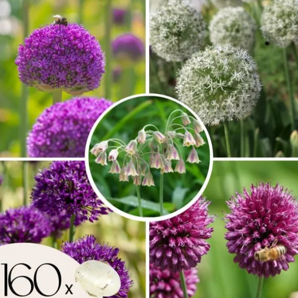 Prydløg - Sæt med 160 - Allium - Blomsterløg - Flerfarvet
