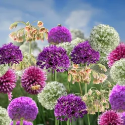 Prydløg - Sæt med 160 - Allium - Blomsterløg - Flerfarvet