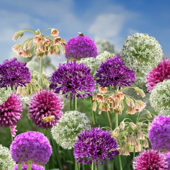 Prydløg - Sæt med 160 - Allium - Blomsterløg - Flerfarvet