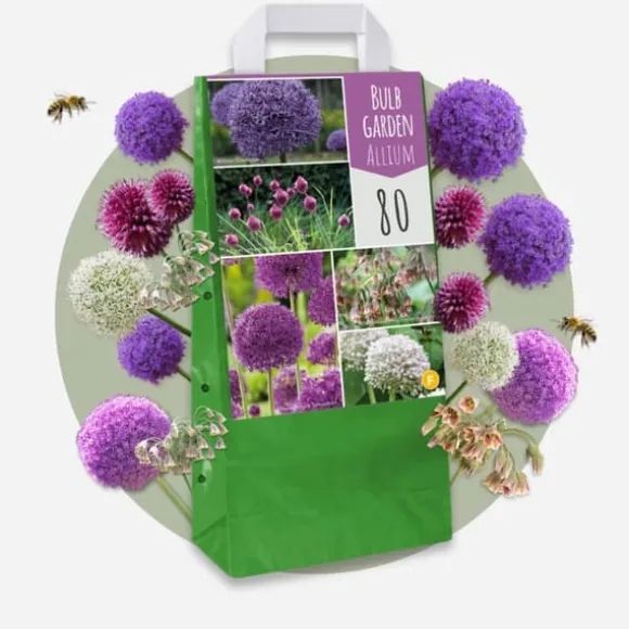 Prydløg - Sæt med 160 - Allium - Blomsterløg - Flerfarvet