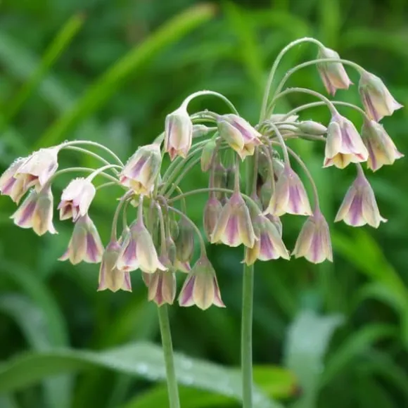 Prydløg - Sæt med 160 - Allium - Blomsterløg - Flerfarvet