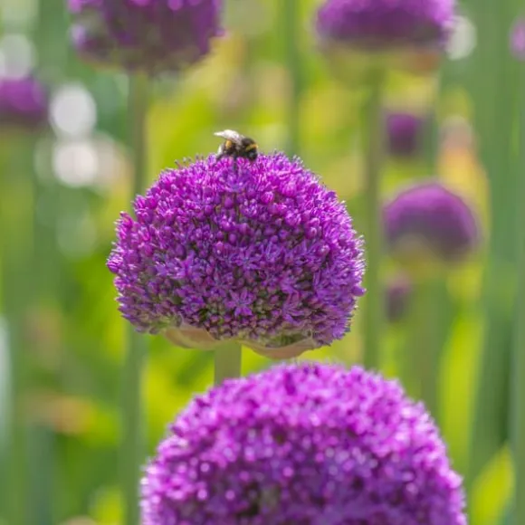 Prydløg - Sæt med 160 - Allium - Blomsterløg - Flerfarvet