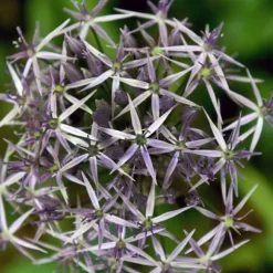 Prydløg - Sæt med 15 - Allium 'Christophii' - Blomsterløg - Lilla
