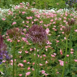 Prydløg - Sæt med 30 - Allium 'Christophii' - Blomsterløg - Lilla