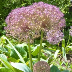 Prydløg - Sæt med 30 - Allium 'Christophii' - Blomsterløg - Lilla