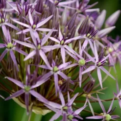 Prydløg - Sæt med 30 - Allium 'Christophii' - Blomsterløg - Lilla