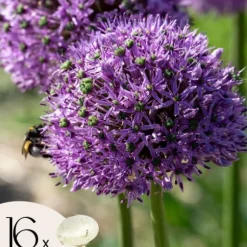 Prydløg - Sæt med 16 - Allium 'Gladiator' - Blomsterløg - Lilla