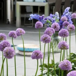 Prydløg - Sæt med 16 - Allium 'Gladiator' - Blomsterløg - Lilla