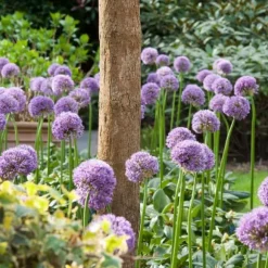 Prydløg - Sæt med 16 - Allium 'Gladiator' - Blomsterløg - Lilla