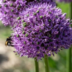 Prydløg - Sæt med 16 - Allium 'Gladiator' - Blomsterløg - Lilla