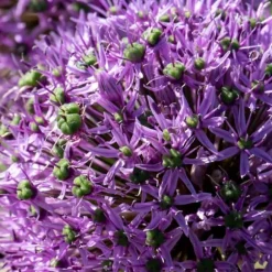 Prydløg - Sæt med 16 - Allium 'Gladiator' - Blomsterløg - Lilla