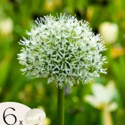 Prydløg - Sæt med 6 - Allium 'Mount Everest' - Blomsterløg - Hvid