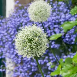 Prydløg - Sæt med 6 - Allium 'Mount Everest' - Blomsterløg - Hvid