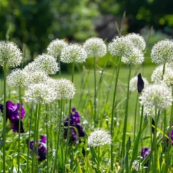 Prydløg - Sæt med 6 - Allium 'Mount Everest' - Blomsterløg - Hvid