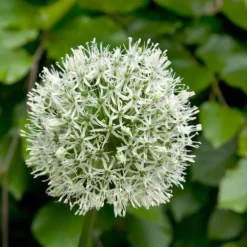 Prydløg - Sæt med 6 - Allium 'Mount Everest' - Blomsterløg - Hvid