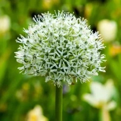 Prydløg - Sæt med 6 - Allium 'Mount Everest' - Blomsterløg - Hvid